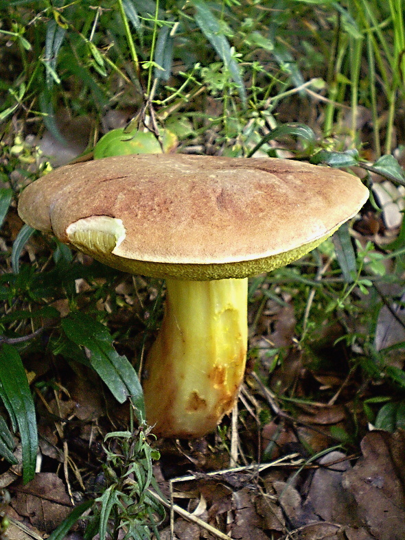 suchohríb marhuľovožltý Rheubarbariboletus armeniacus (Quél.) Vizzini, Simonini & Gelardi