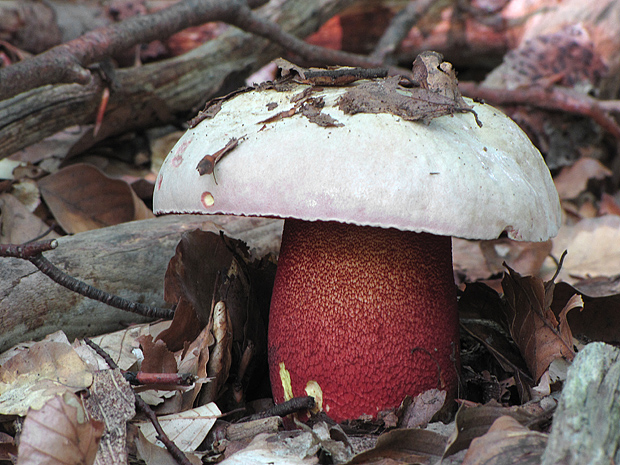 hríb purpurový Rubroboletus rhodoxanthus Kuan Zhao &amp; Zhu L. Yang