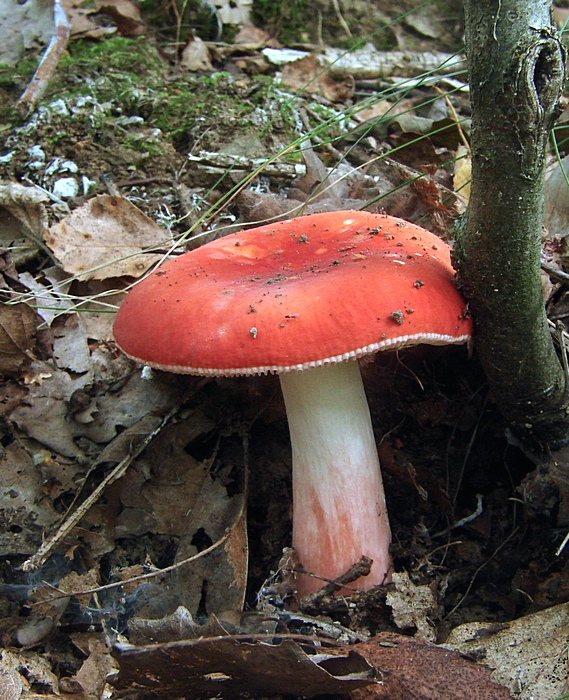 plávka úhľadná Russula rosea Pers.