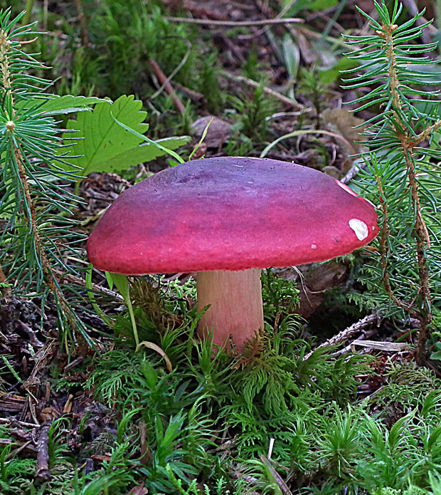 plávka vínovočervená Russula xerampelina (Schaeff.) Fr.