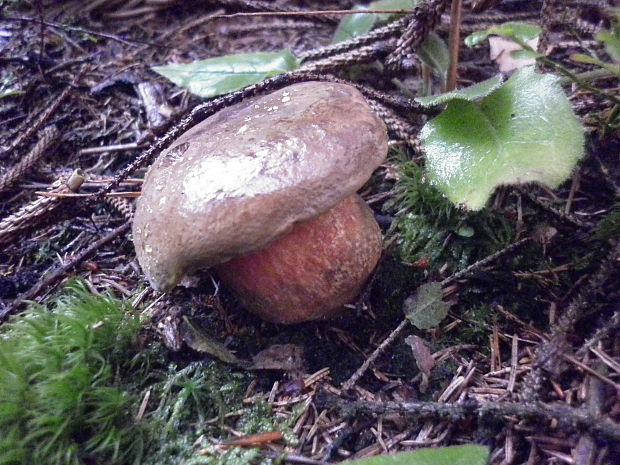 hríb zrnitohlúbikový Sutorius luridiformis (Rostk.) G. Wu & Zhu L. Yang