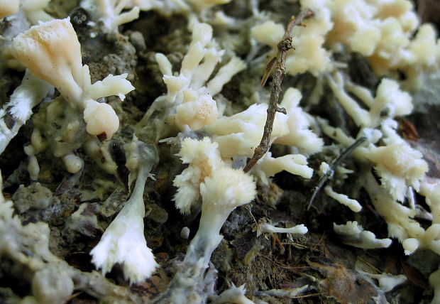 plesňovka Thelephora sp.