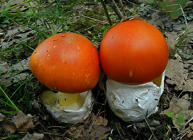 muchotrávka cisárska Amanita caesarea (Scop.) Pers.