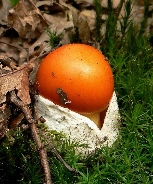 muchotrávka cisárska Amanita caesarea (Scop.) Pers.