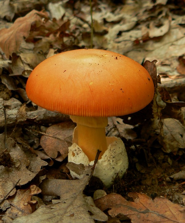 muchotrávka cisárska Amanita caesarea (Scop.) Pers.