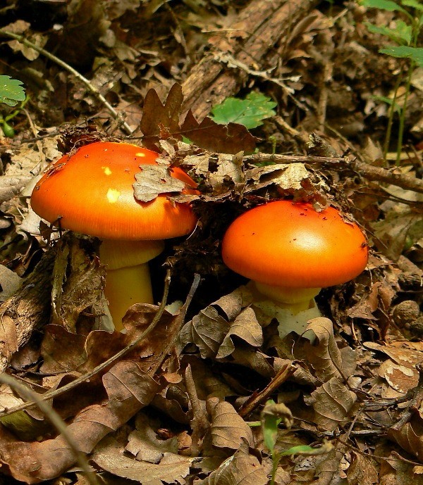 muchotrávka cisárska Amanita caesarea (Scop.) Pers.