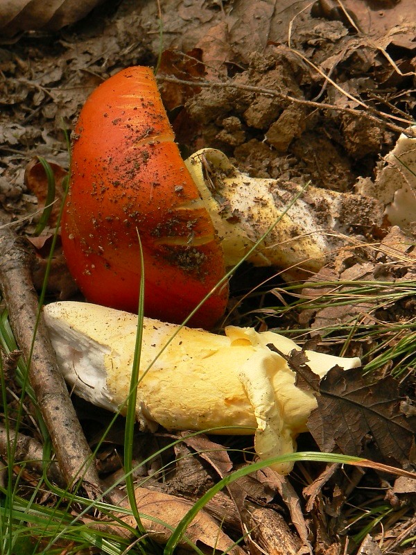 muchotrávka cisárska Amanita caesarea (Scop.) Pers.