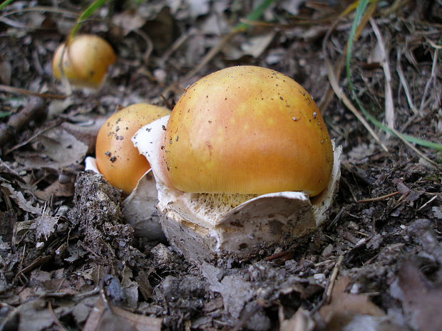 muchotrávka cisárska Amanita caesarea (Scop.) Pers.