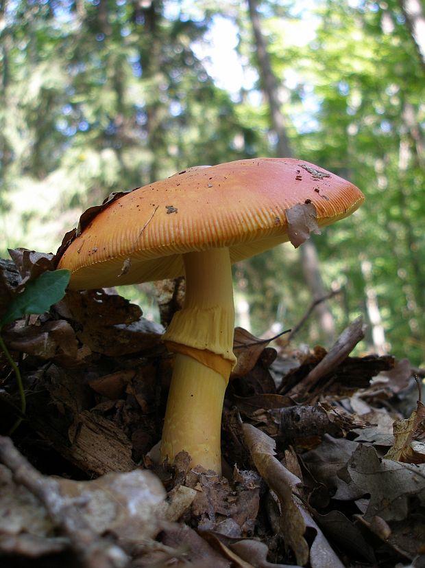 muchotrávka cisárska Amanita caesarea (Scop.) Pers.