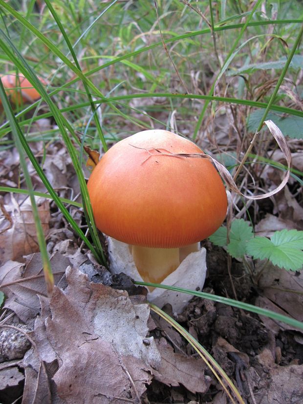 muchotrávka cisárska Amanita caesarea (Scop.) Pers.