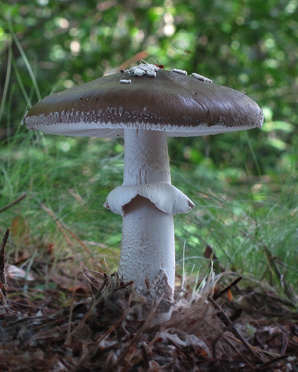 muchotrávka hrubá Amanita excelsa (Fr.) Bertill.