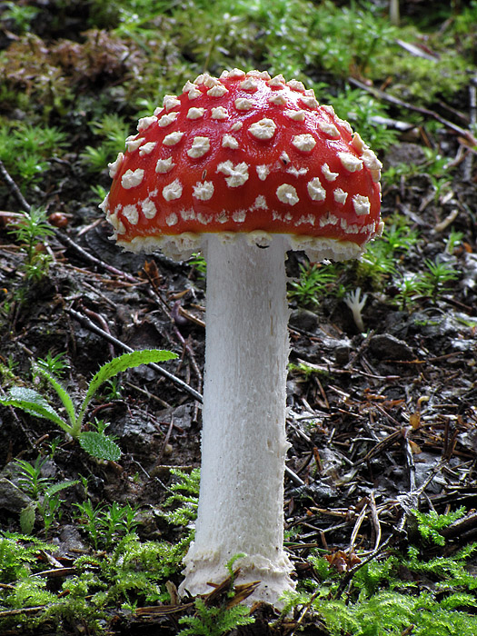 muchotrávka červená Amanita muscaria (L.) Lam.