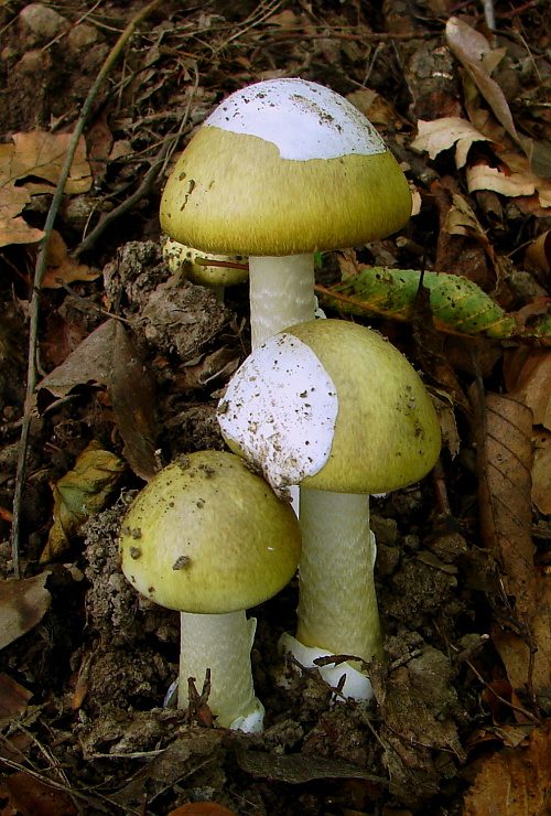 muchotrávka zelená Amanita phalloides (Vaill. ex Fr.) Link