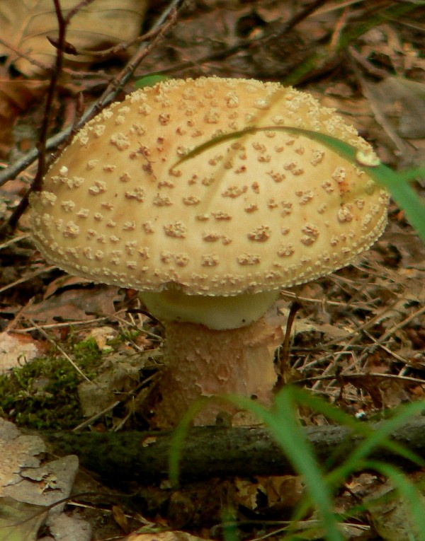 muchotrávka červenkastá Amanita rubescens Pers.