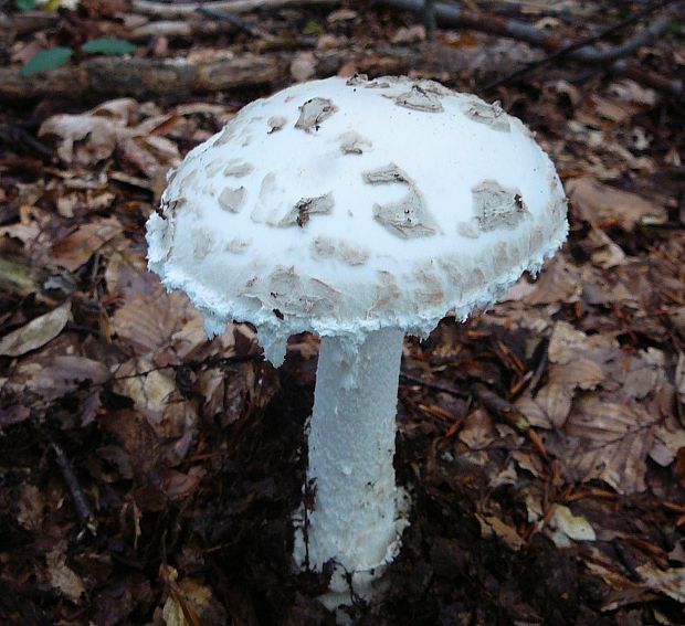 muchotrávka šiškovitá Amanita strobiliformis Gonn. & Rabenh.