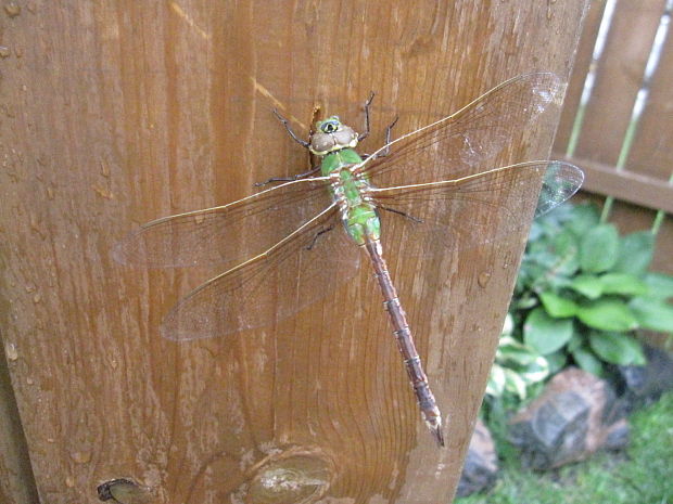 vazka zelena Anax junius