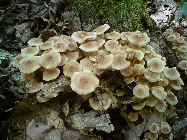 podpňovka bezprsteňová Armillaria socialis (DC.) Fayod