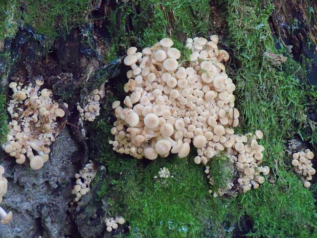 podpňovka bezprsteňová Armillaria socialis (DC.) Fayod