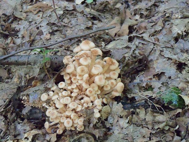 podpňovka bezprsteňová Armillaria socialis (DC.) Fayod