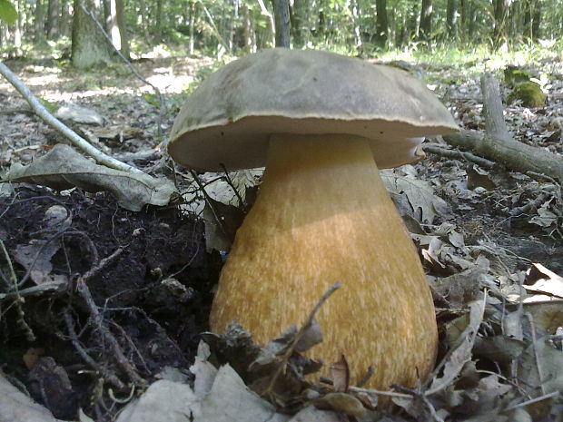 hríb bronzový Boletus aereus Bull. ex Fr.