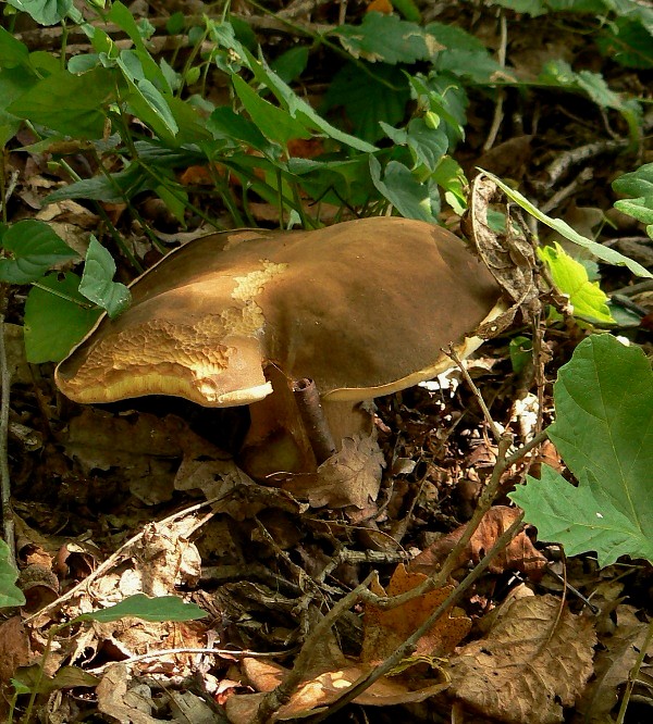 hríb bronzový Boletus aereus Bull. ex Fr.