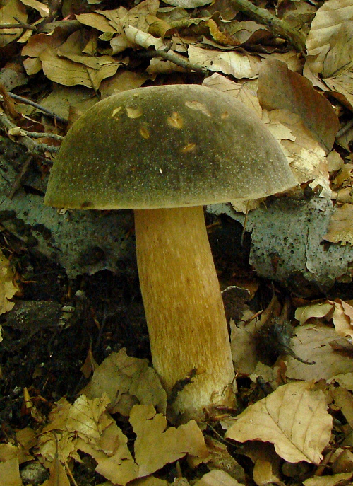 hríb bronzový Boletus aereus Bull. ex Fr.