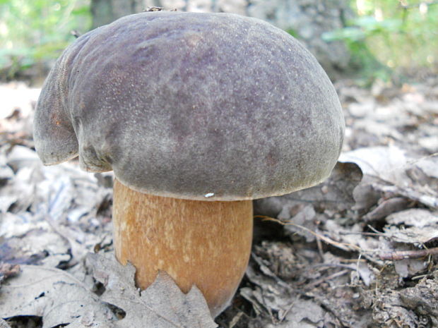 hríb bronzový Boletus aereus Bull. ex Fr.