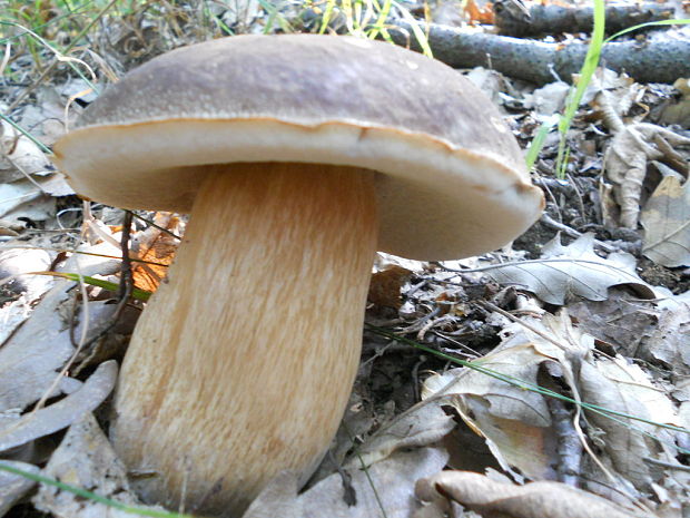 hríb bronzový Boletus aereus Bull. ex Fr.