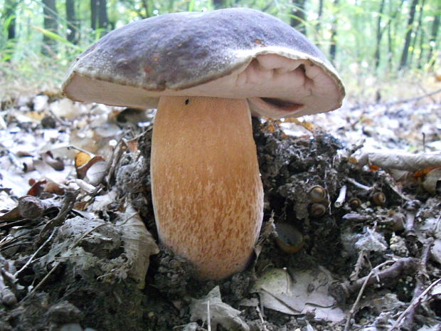 hríb bronzový Boletus aereus Bull. ex Fr.