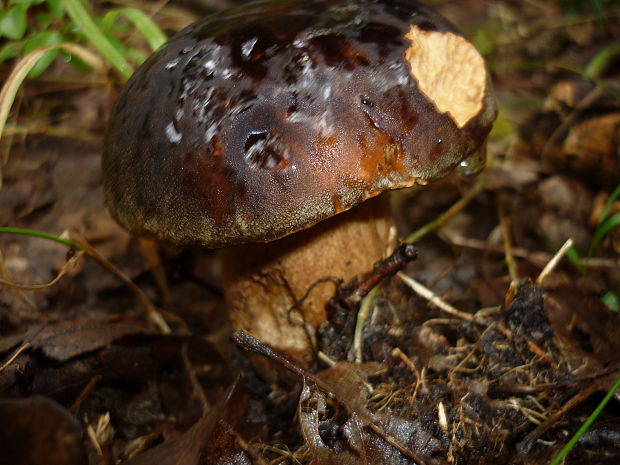 hríb bronzový Boletus aereus Bull. ex Fr.