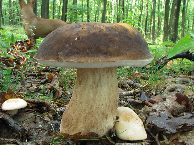 hríb bronzový Boletus aereus Bull. ex Fr.