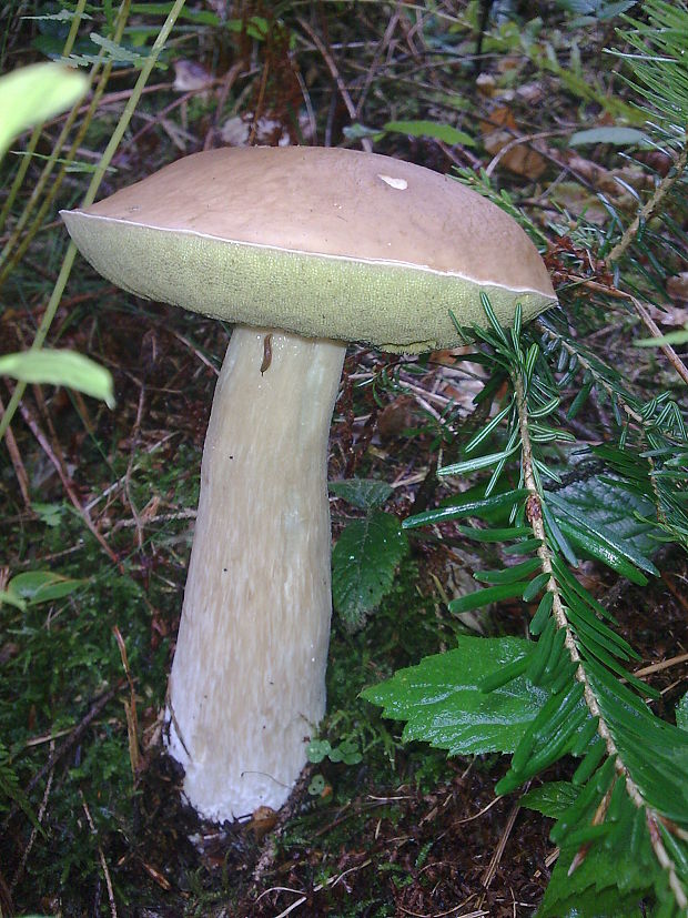 hríb smrekový Boletus edulis Bull.