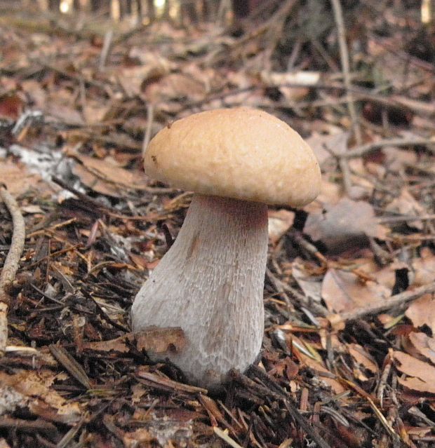 hríb smrekový Boletus edulis Bull.