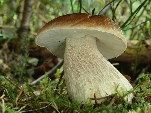 hríb smrekový Boletus edulis Bull.