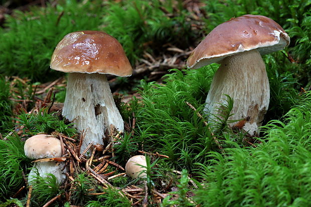 hríb smrekový Boletus edulis Bull.