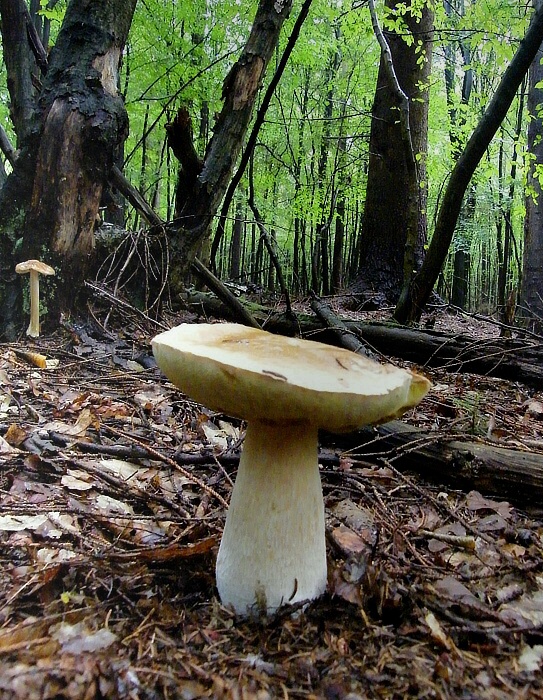 hríb smrekový Boletus edulis Bull.