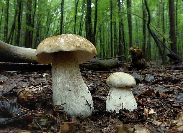 hríb smrekový Boletus edulis Bull.