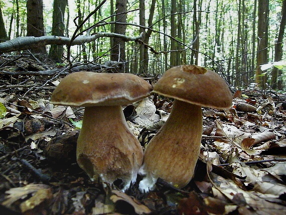 hríb smrekový Boletus edulis Bull.