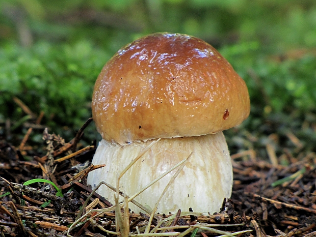 hríb smrekový-hřib smrkový Boletus edulis Bull.