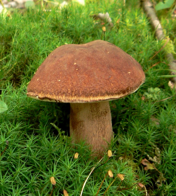 hríb dubový Boletus reticulatus Schaeff.