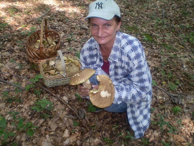 hríb dubový Boletus reticulatus Schaeff.