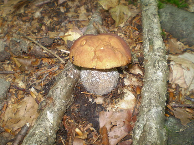 hríb dubový Boletus reticulatus Schaeff.