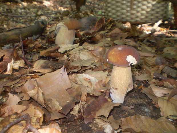 hríb dubový Boletus reticulatus Schaeff.