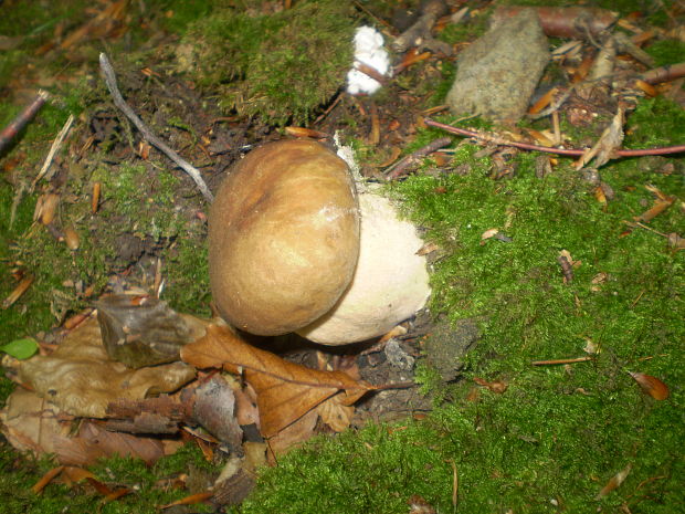 hríb dubový Boletus reticulatus Schaeff.