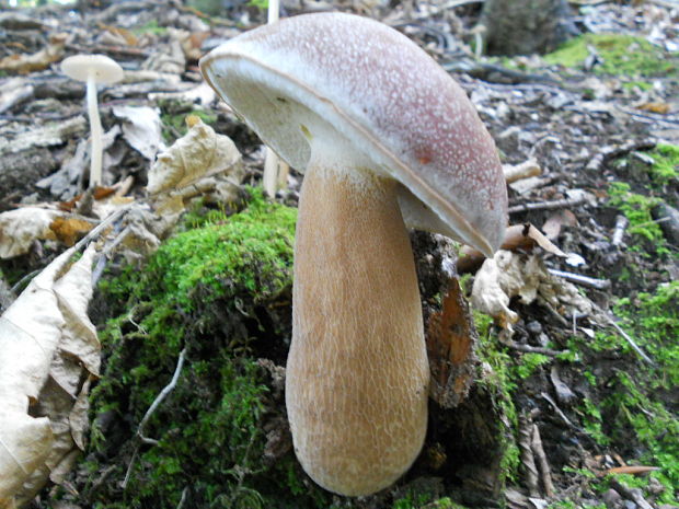 hríb dubový Boletus reticulatus Schaeff.