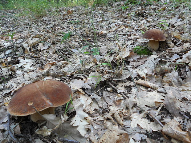 hríb dubový Boletus reticulatus Schaeff.