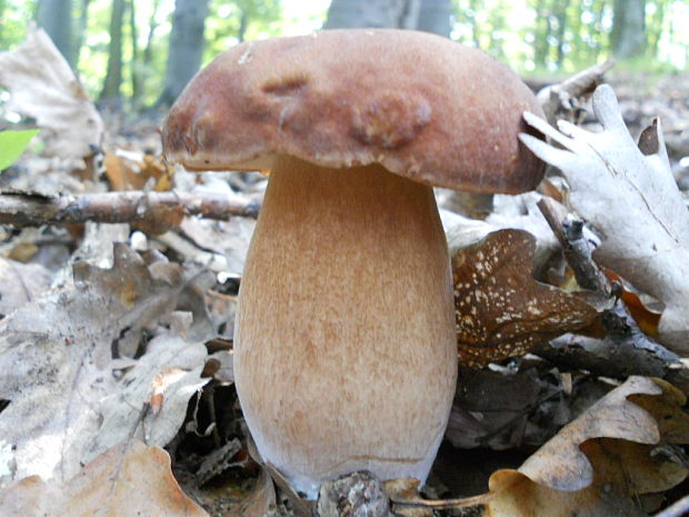 hríb dubový Boletus reticulatus Schaeff.