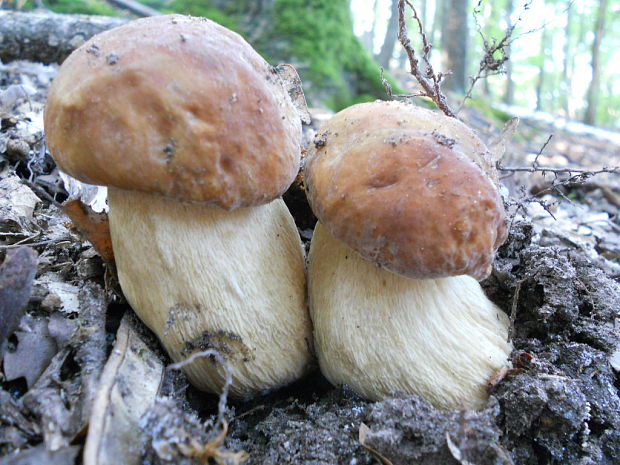 hríb dubový Boletus reticulatus Schaeff.