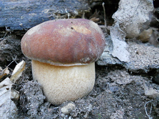 hríb dubový Boletus reticulatus Schaeff.