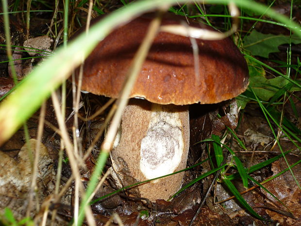 hríb dubový Boletus reticulatus Schaeff.